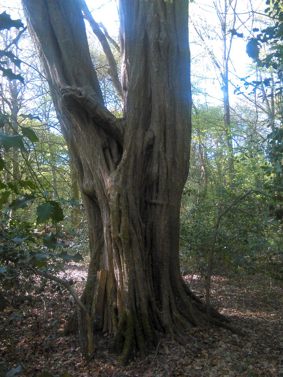 Carpinus betulus - Hude, Hasbruch - Mai 2016