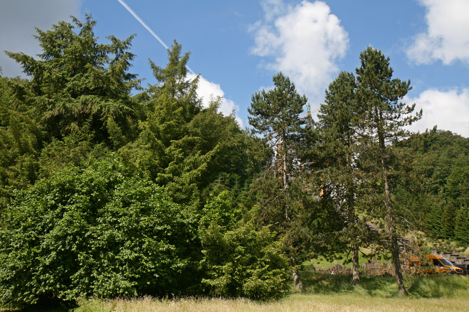 Torreya nucifera - Kassel - Juni 2016