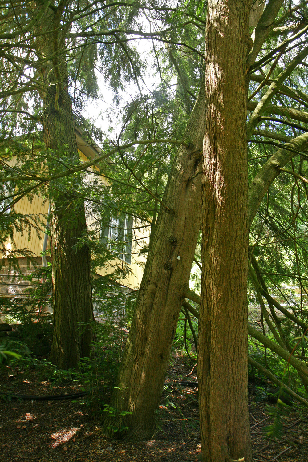 Torreya nucifera - Kassel - Juni 2016