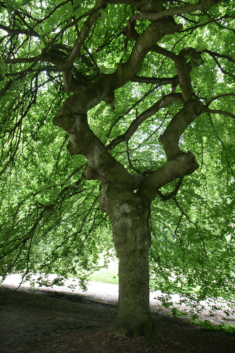 Fagus sylvatica var. suentelensis - Kassel - Juli 2021