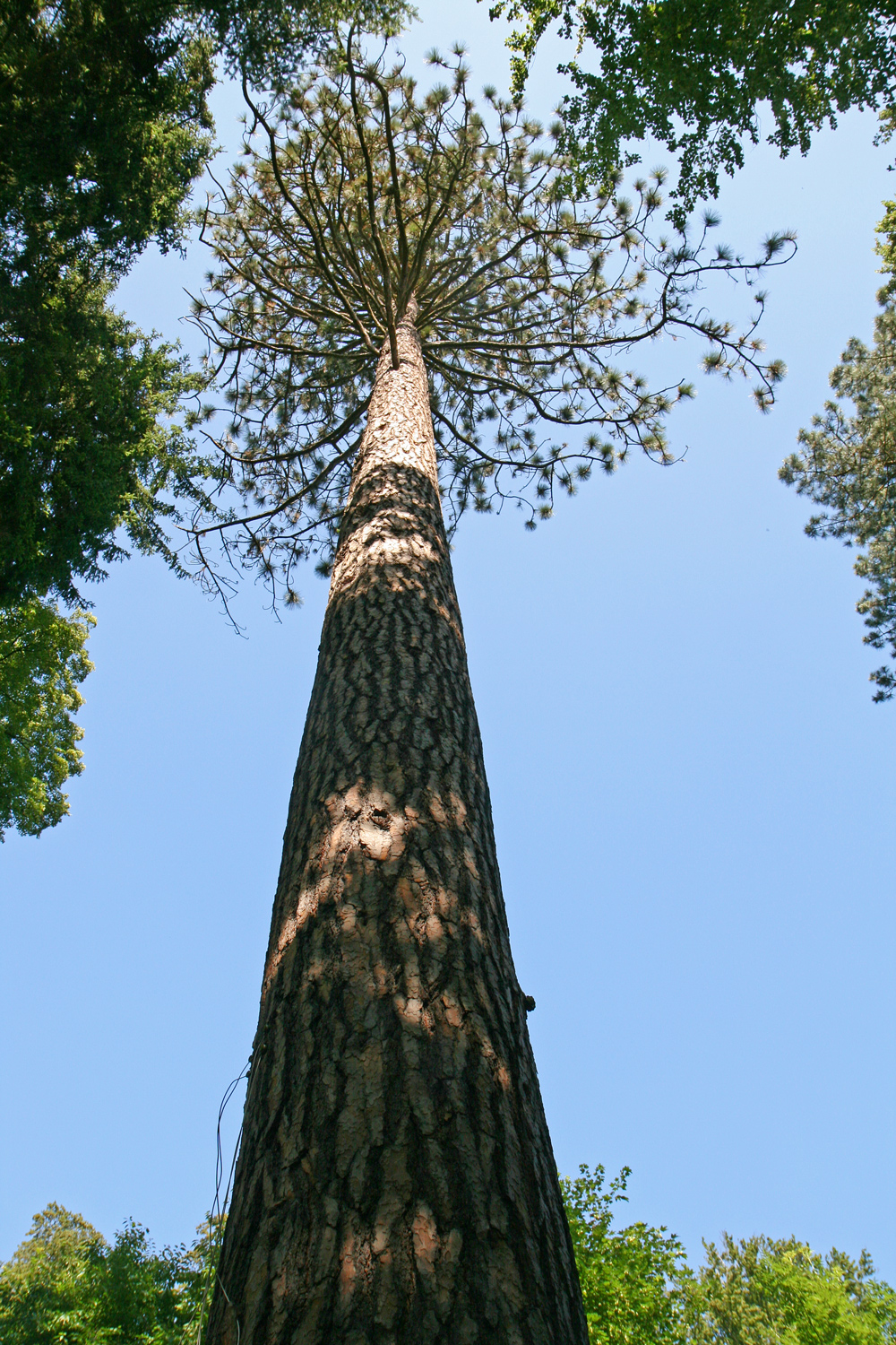 Pinus nigra - Kassel - Juni 2016