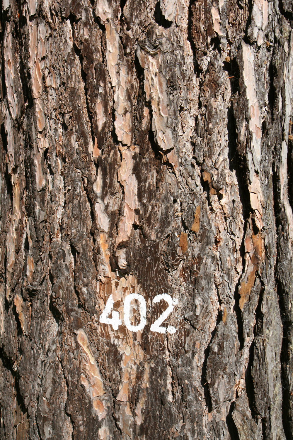 Pinus nigra - Kassel - Juni 2016