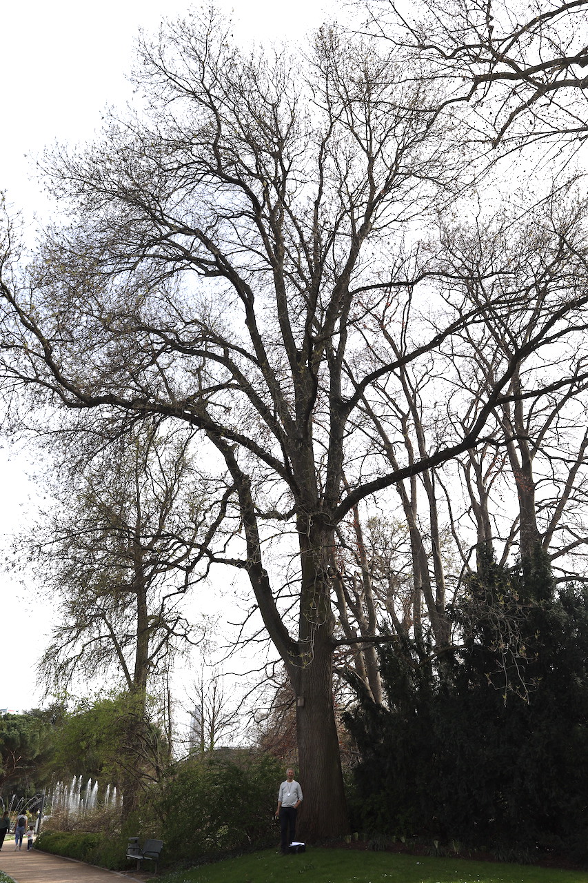Fraxinus angustifolia - Palmengarten Frankfurt am Main - 2022