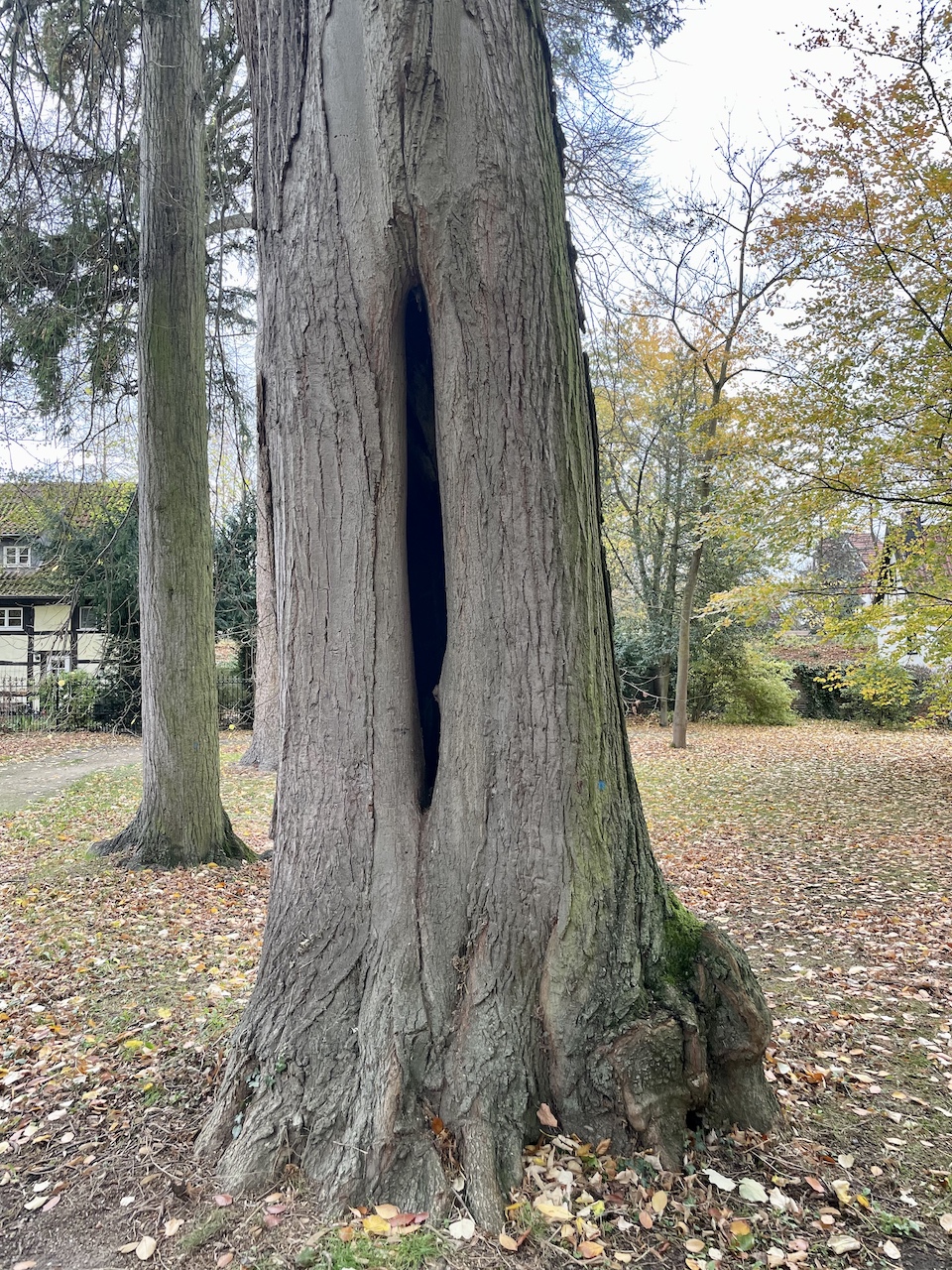 Tilia tomentosa 'Petiolaris' - Soest, Bergenthalpark - Oktober 2025