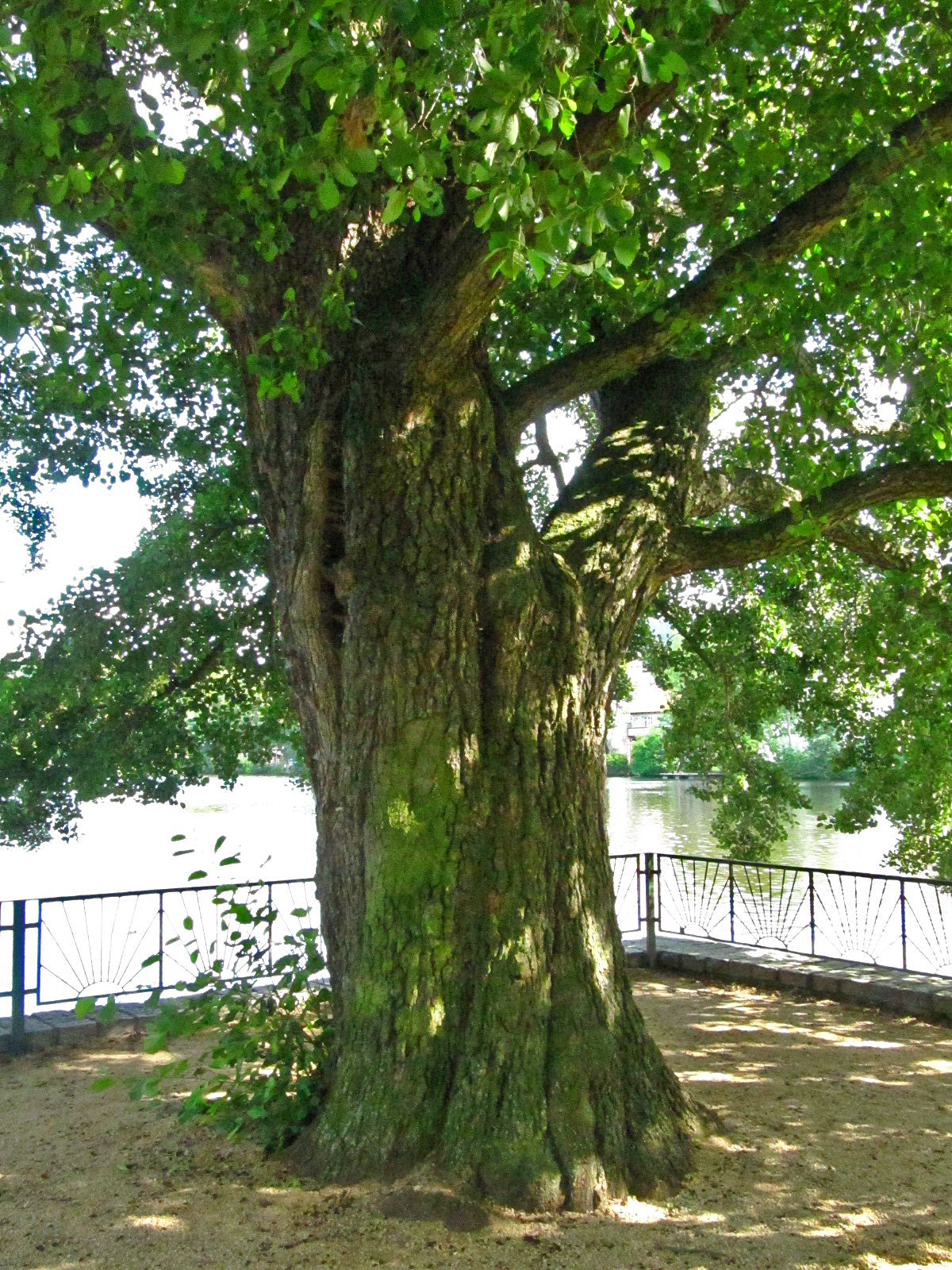 Alnus glutinosa - Ilsenburg - August 2025