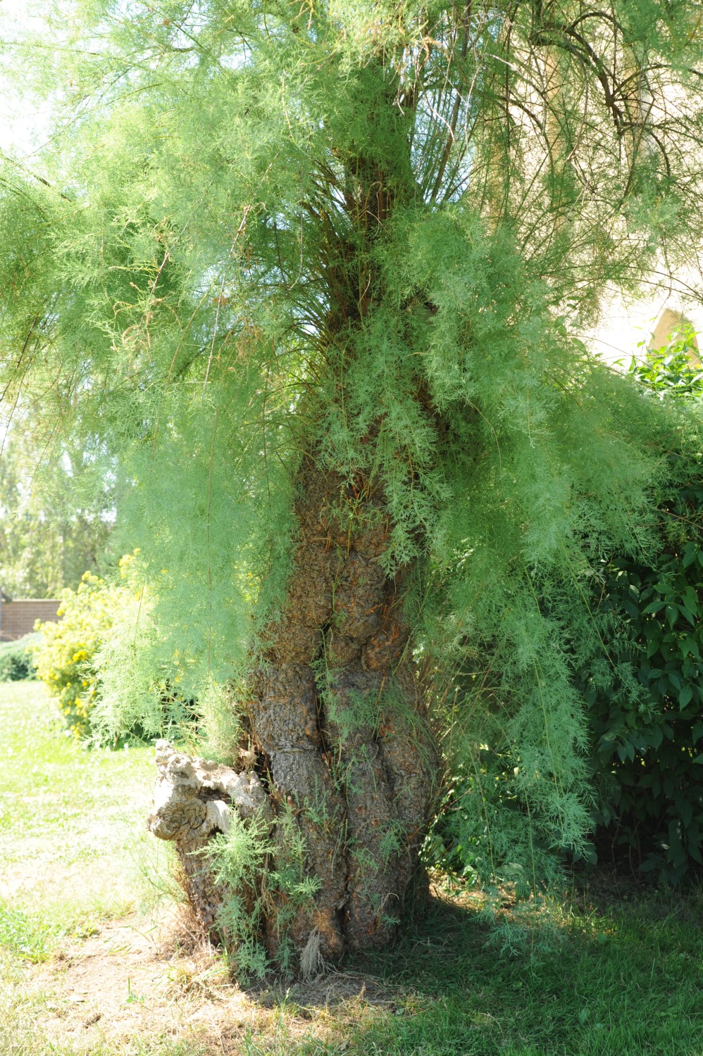 Tamarix pentandra - Lammsdorf - 2014