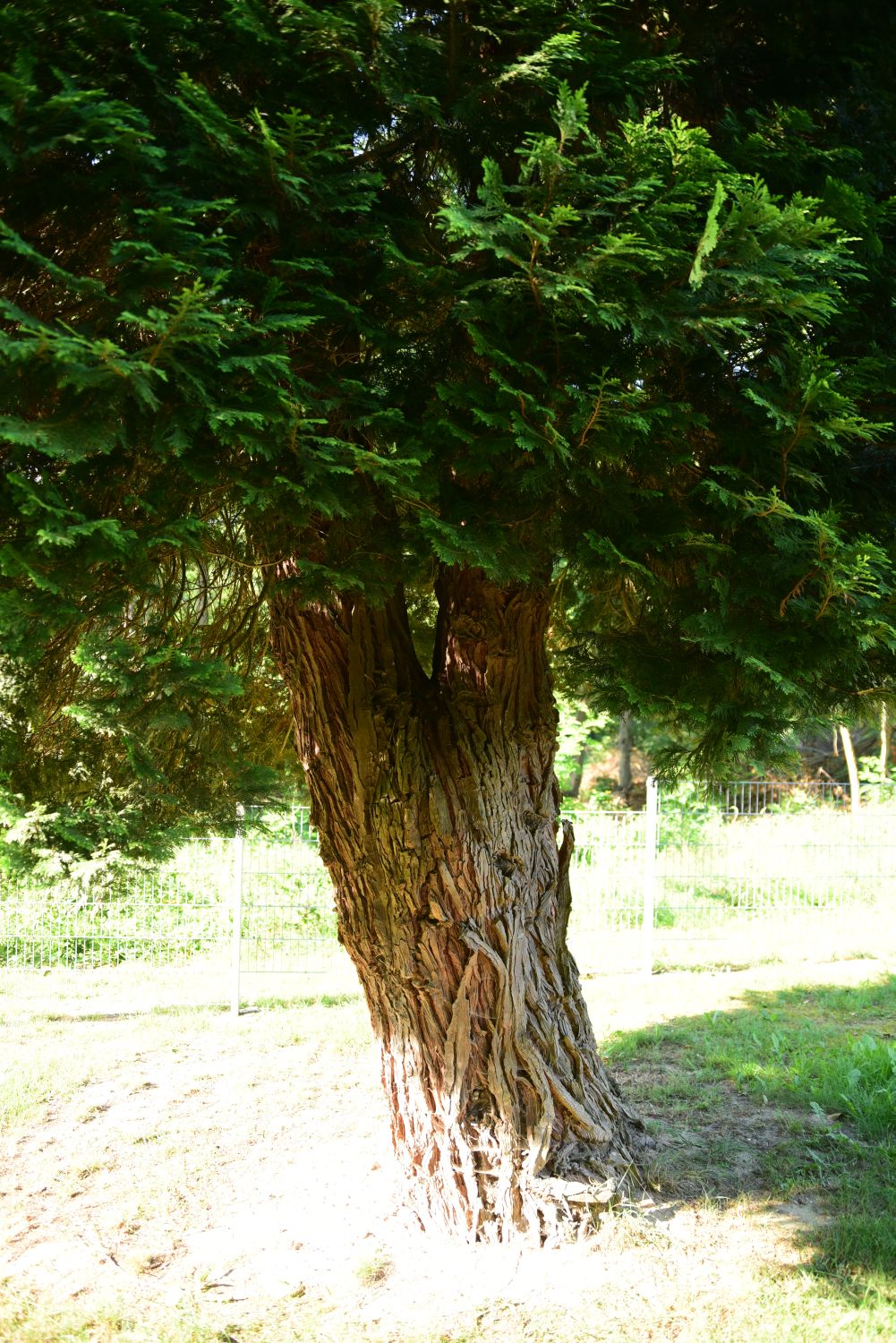 Chamaecyparis lawsoniana - Friedhof Alt Jemmeritz - August 2015