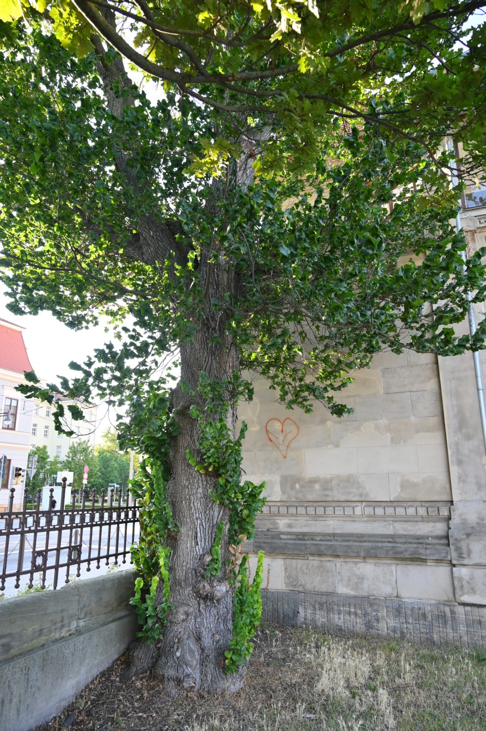 Ulmus glabra 'Exoniensis' - Gotha - 2022
