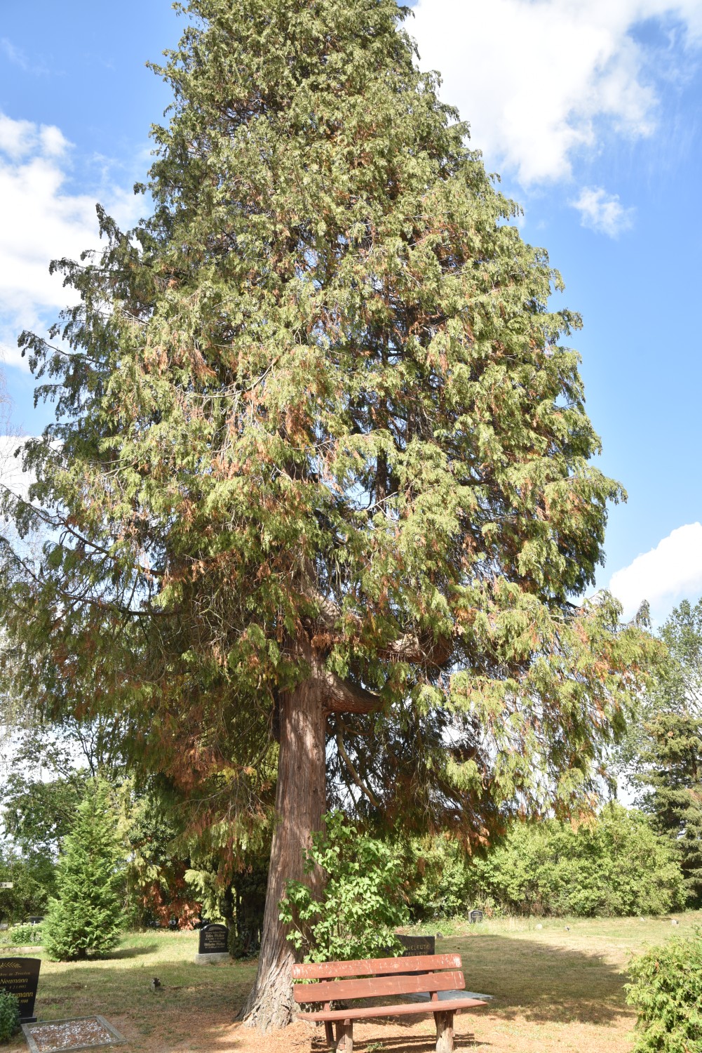 Xanthocyparis nootkatensis - Wanzer - 2019
