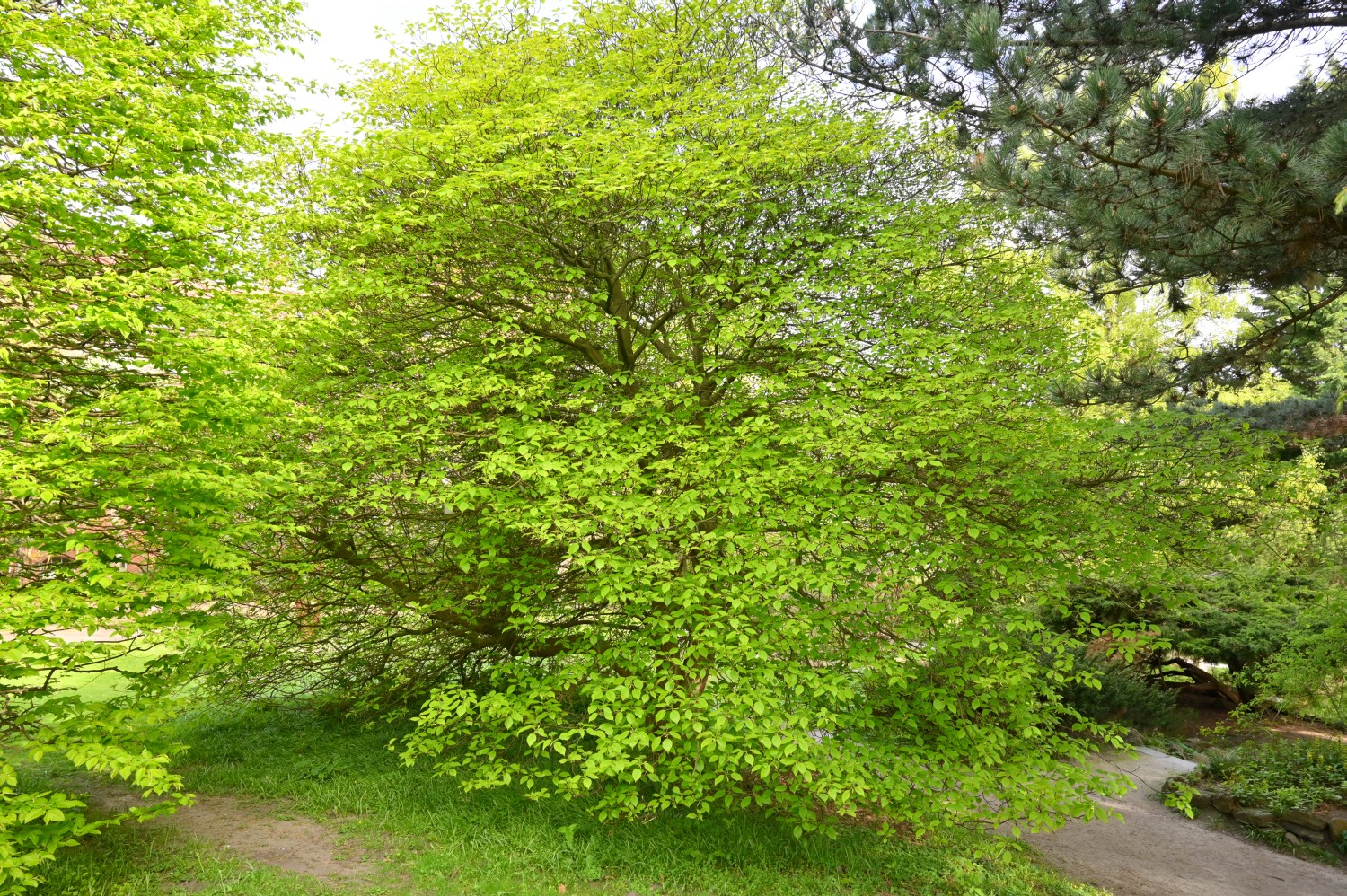 Cornus controversa - Kiel, Alter Botanischer Garten - 2022