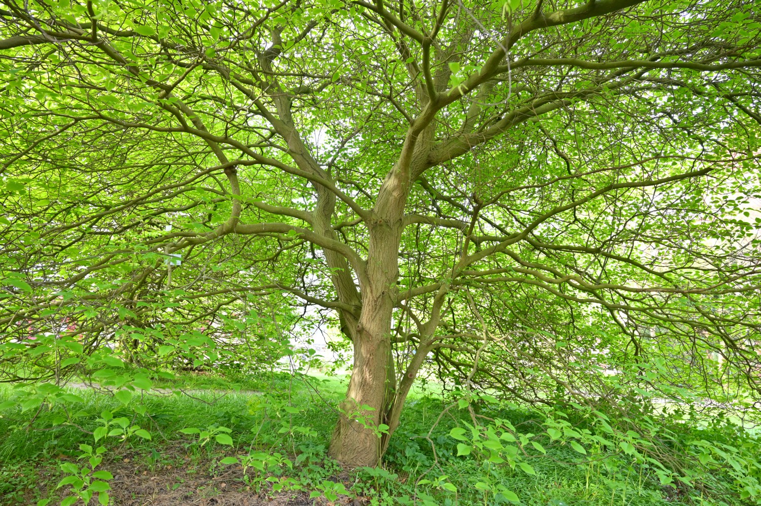 Cornus controversa - Kiel, Alter Botanischer Garten - 2022