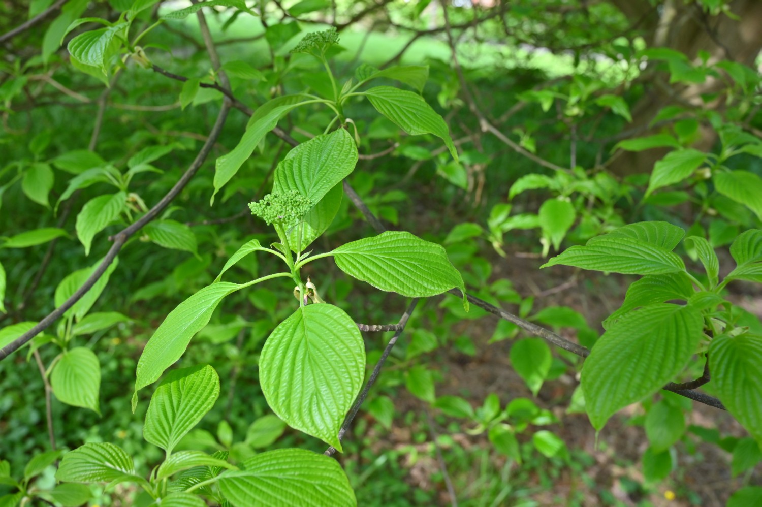 Cornus controversa - Kiel, Alter Botanischer Garten - 2022