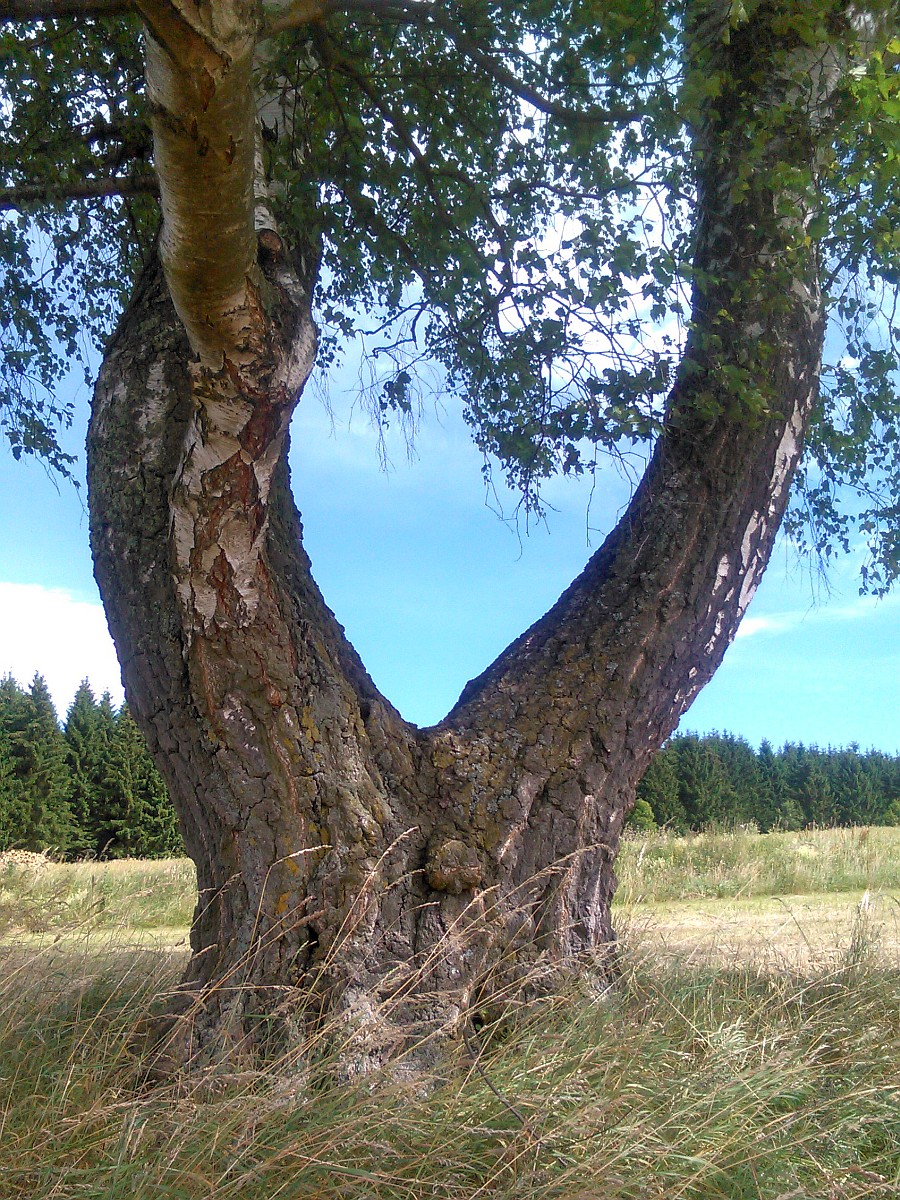 Betula pendula - Allrode - Juli 2016