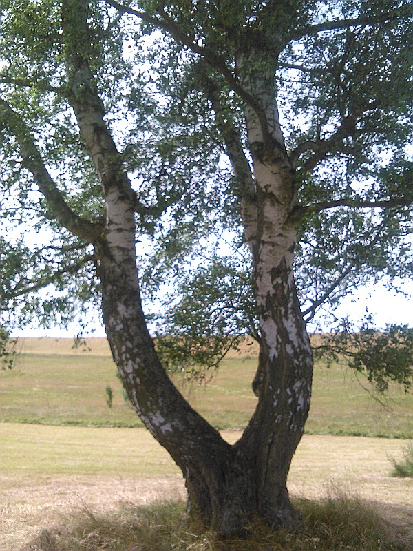Betula pendula - Allrode - Juli 2016