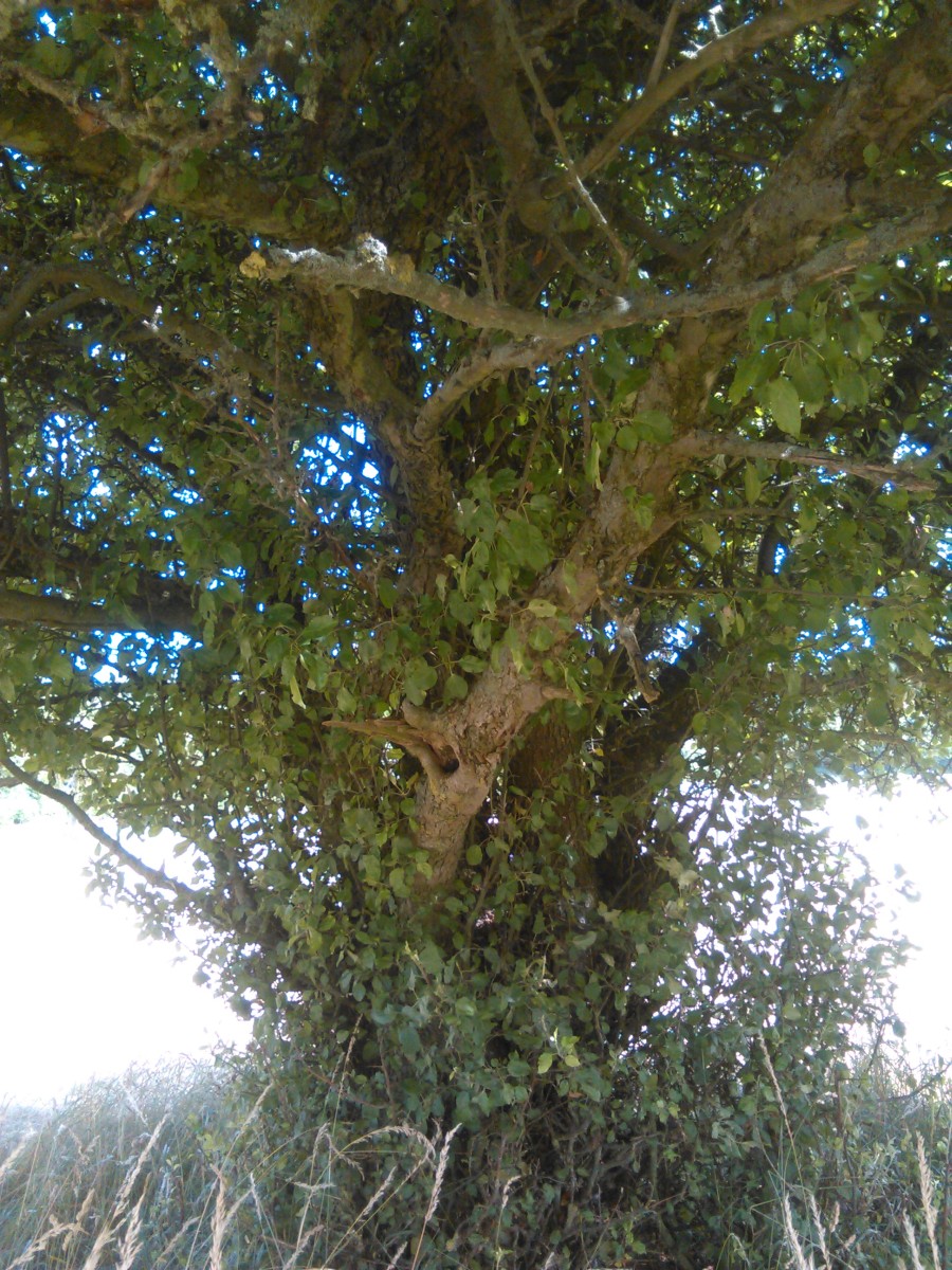 Malus sylvestris - Allrode - Juli 2016