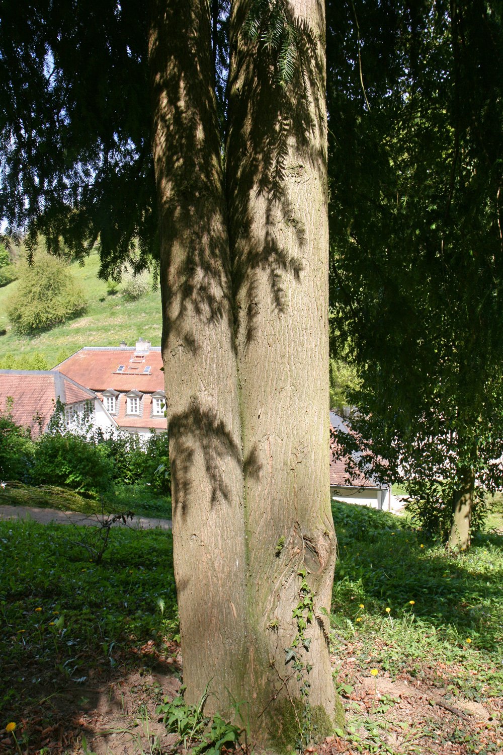 Torreya californica - Bensheim-Auerbach - April 2017