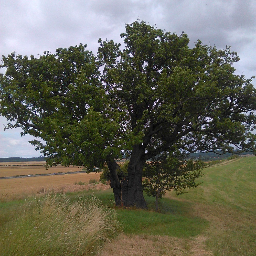 Pyrus pyraster - Benzigerode - Juli 2016