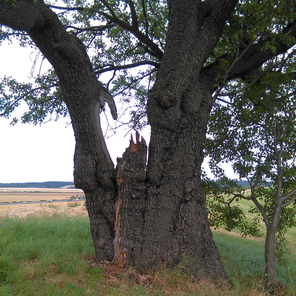 Pyrus pyraster - Benzigerode - Juli 2016