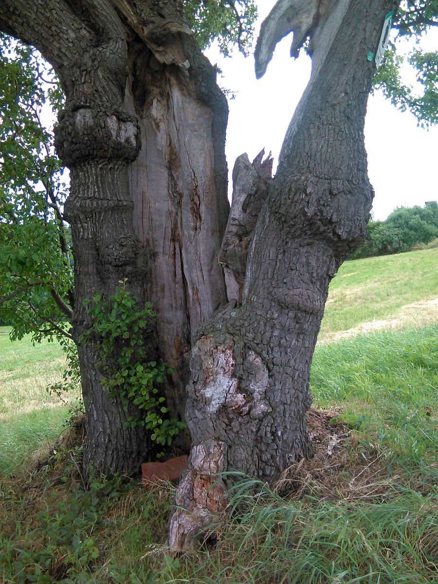 Pyrus pyraster - Benzigerode - Juli 2016