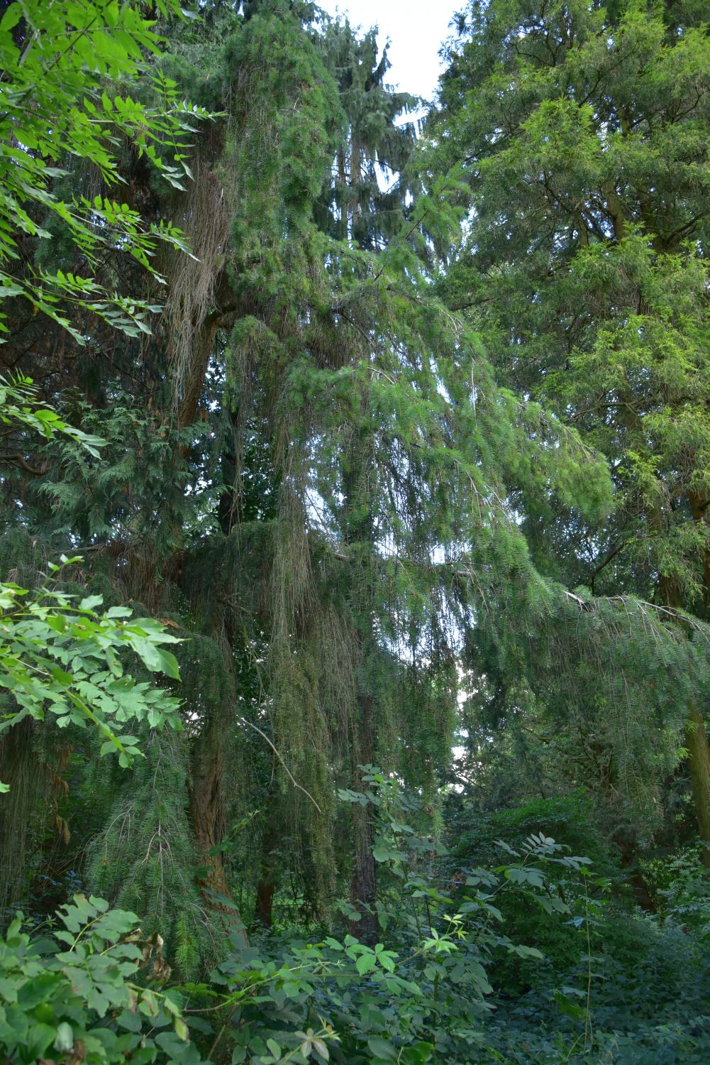 Pseudotsuga menziesii 'Pendula' - Blücherhof - August 2016