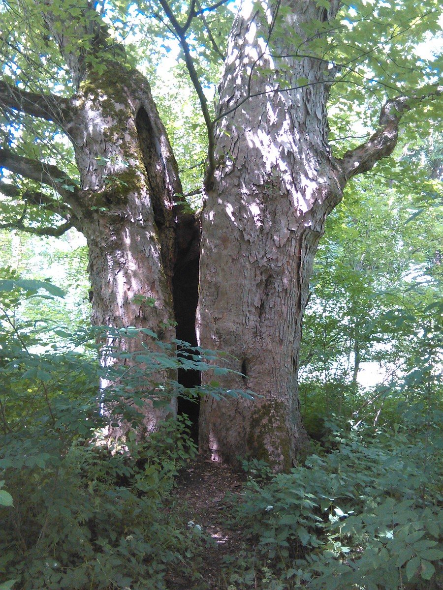 Acer pseudoplatanus - Eggeröder Brunnen - Juli 2016