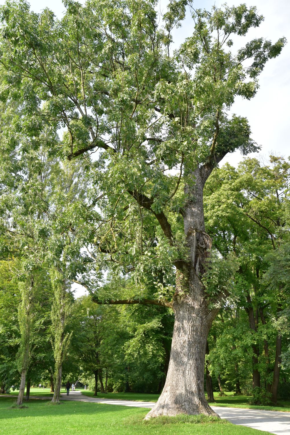 Fraxinus excelsior - München, Englischer Garten - 2017