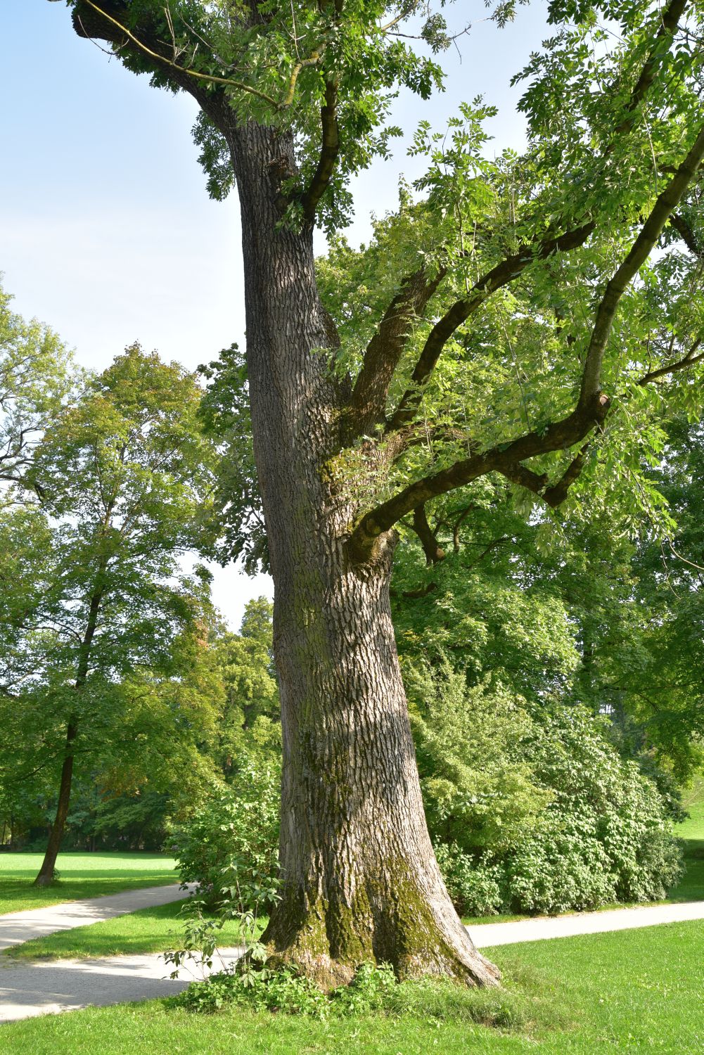 Fraxinus excelsior - München, Englischer Garten - 2017
