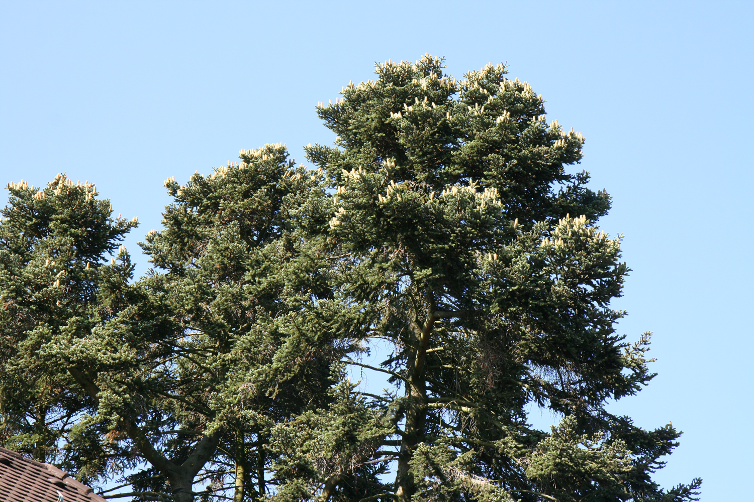 Abies cephalonica - Weinheim - Sept. 2021