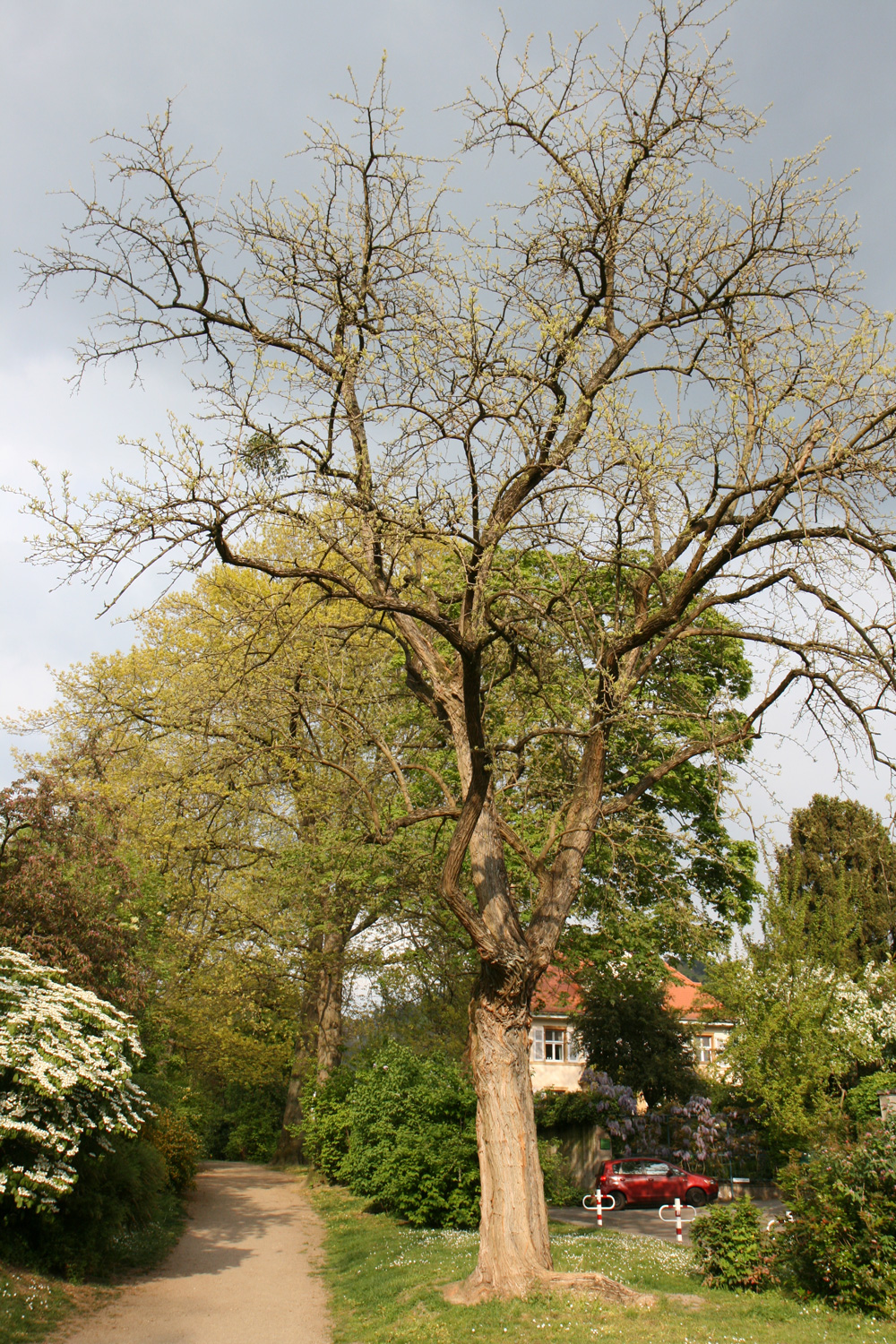 Maclura pomifera - Weinheim - April 2017
