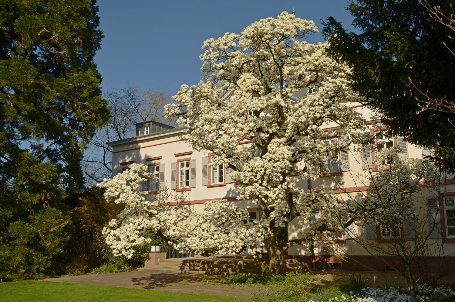 Magnolia denudata - Weinheim-Hermannshof - März 2025