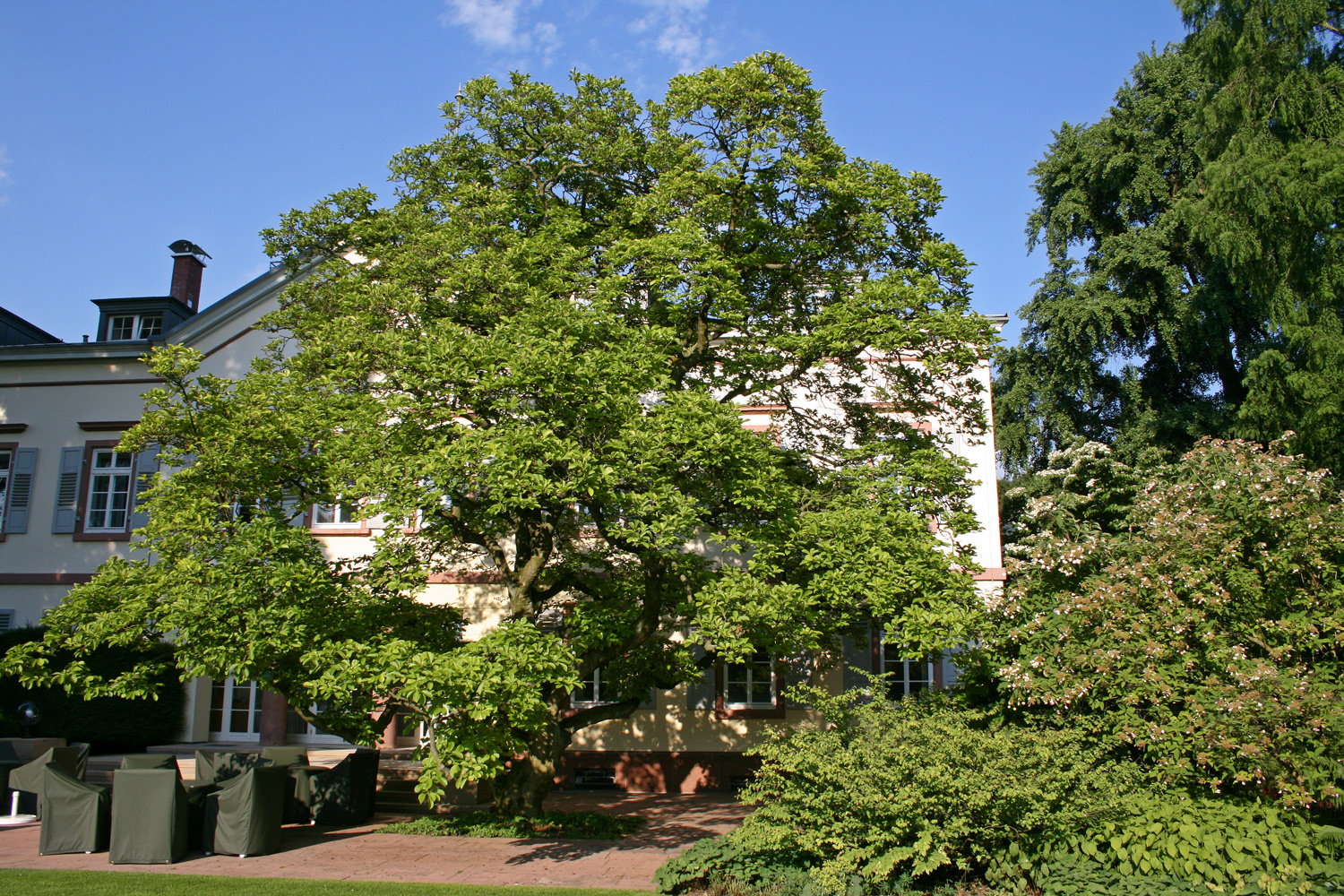 Magnolia denudata - Weinheim - Juni 2008