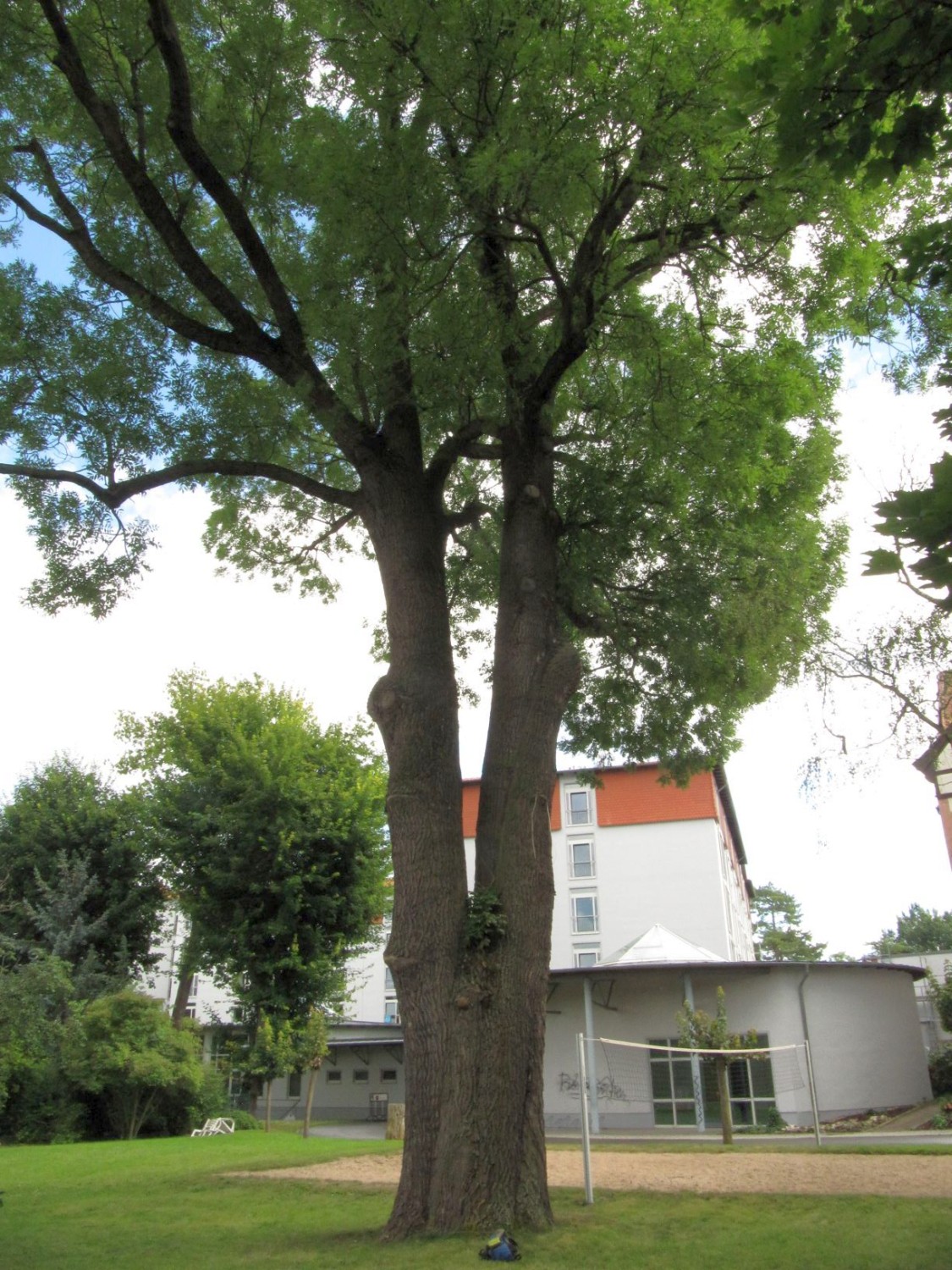 Fraxinus excelsior - Bad Langensalza - 2021