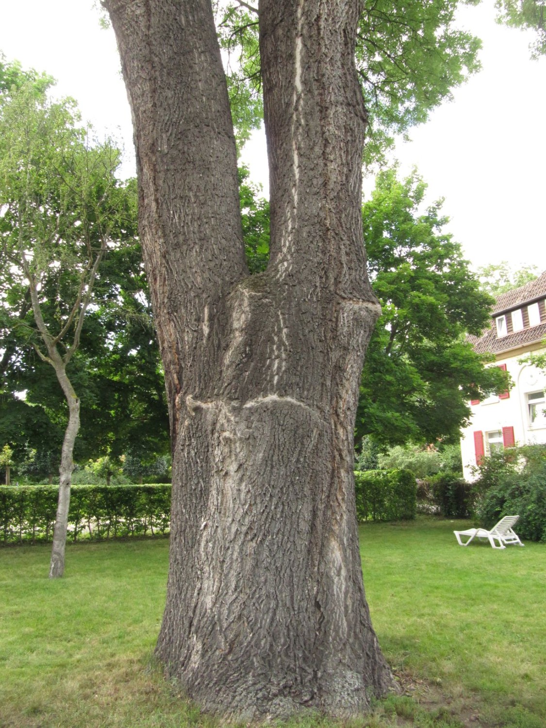 Fraxinus excelsior - Bad Langensalza - 2021