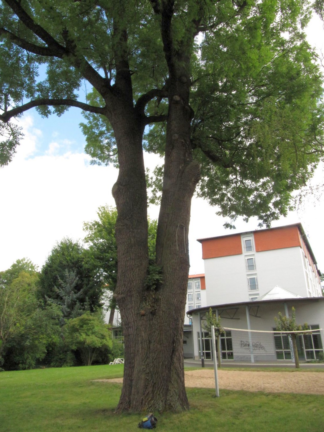Fraxinus excelsior - Bad Langensalza - 2021