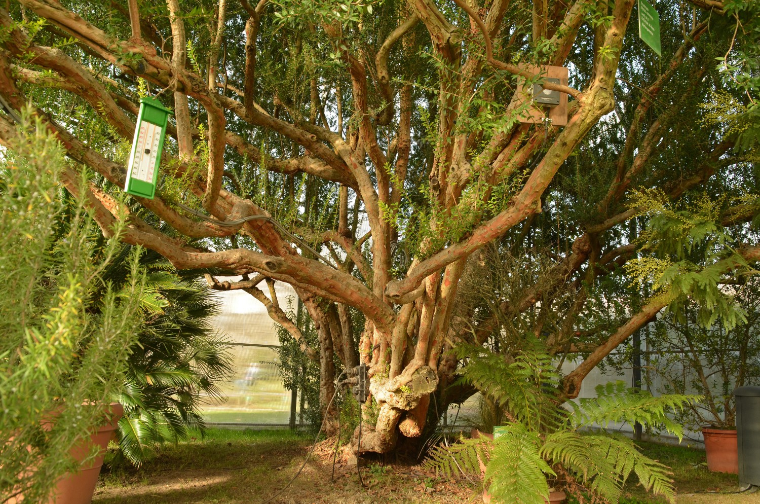 Myrtus communis - Weinheim-Hermannshof - Febr. 2021