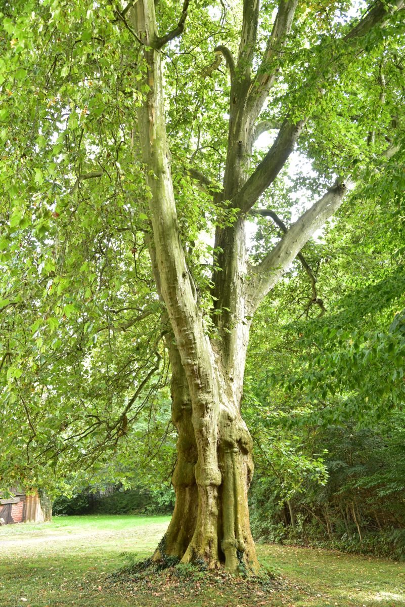 Platanus × hispanica - Poschwitz - Oktober 2016