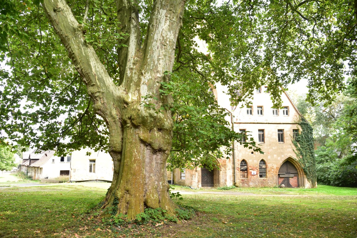 Platanus × hispanica - Poschwitz - Oktober 2016