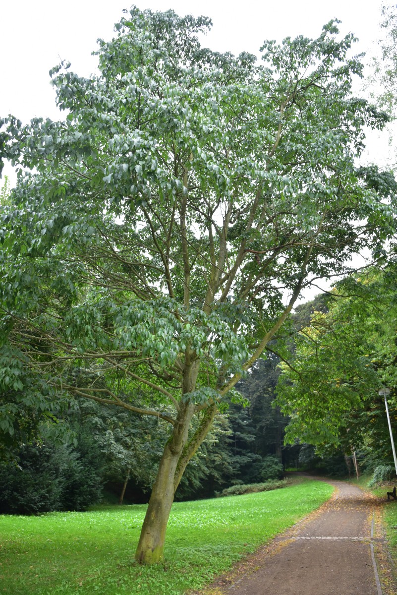 Tetradium daniellii - Altenburg - Oktober 2016