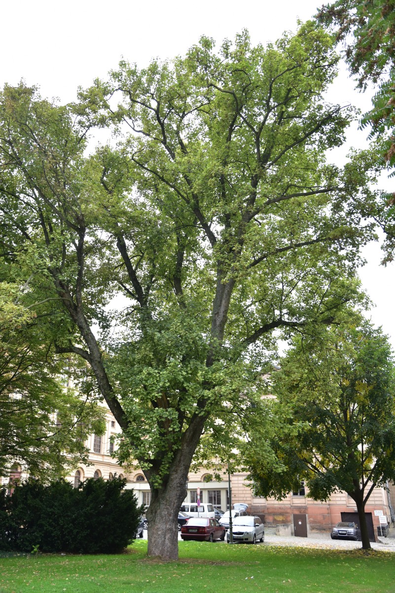 Acer pseudoplatanus 'Leopoldii' - Altenburg - Oktober 2016