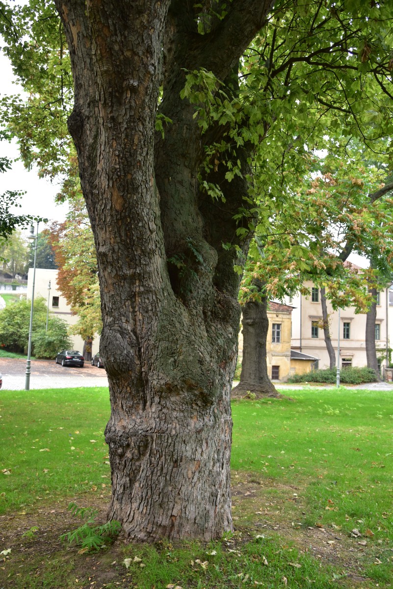 Acer pseudoplatanus 'Leopoldii' - Altenburg - Oktober 2016