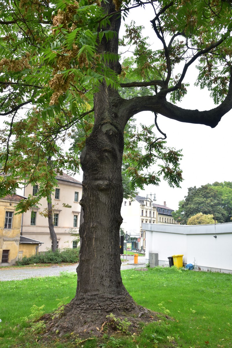 Ailanthus altissima - Altenburg - Oktober 2016