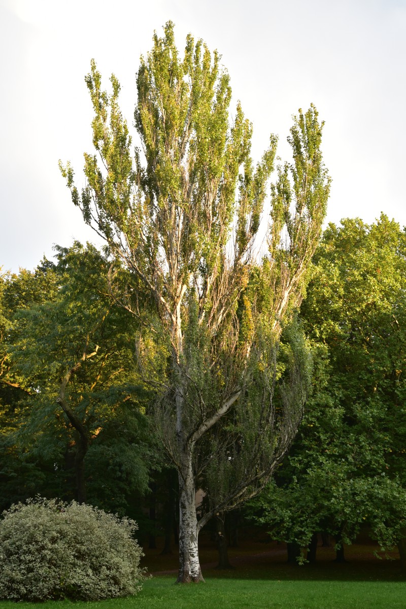 Populus alba 'Pyramidalis' - Altenburg - Oktober 2016