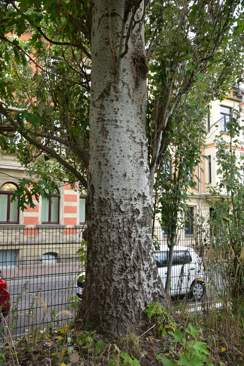 Populus alba 'Pyramidalis' - Altenburg - Oktober 2016
