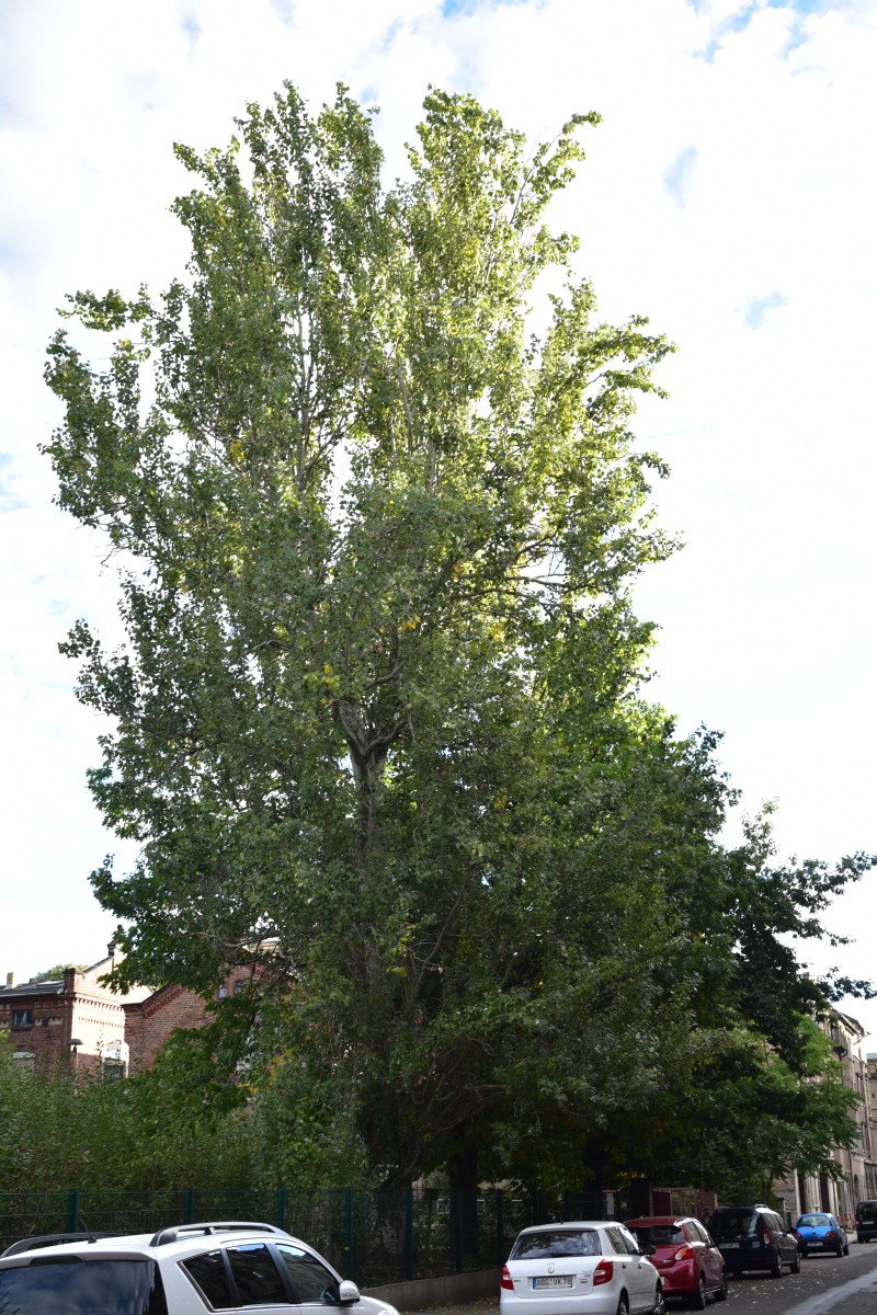 Populus alba 'Pyramidalis' - Altenburg - Oktober 2016