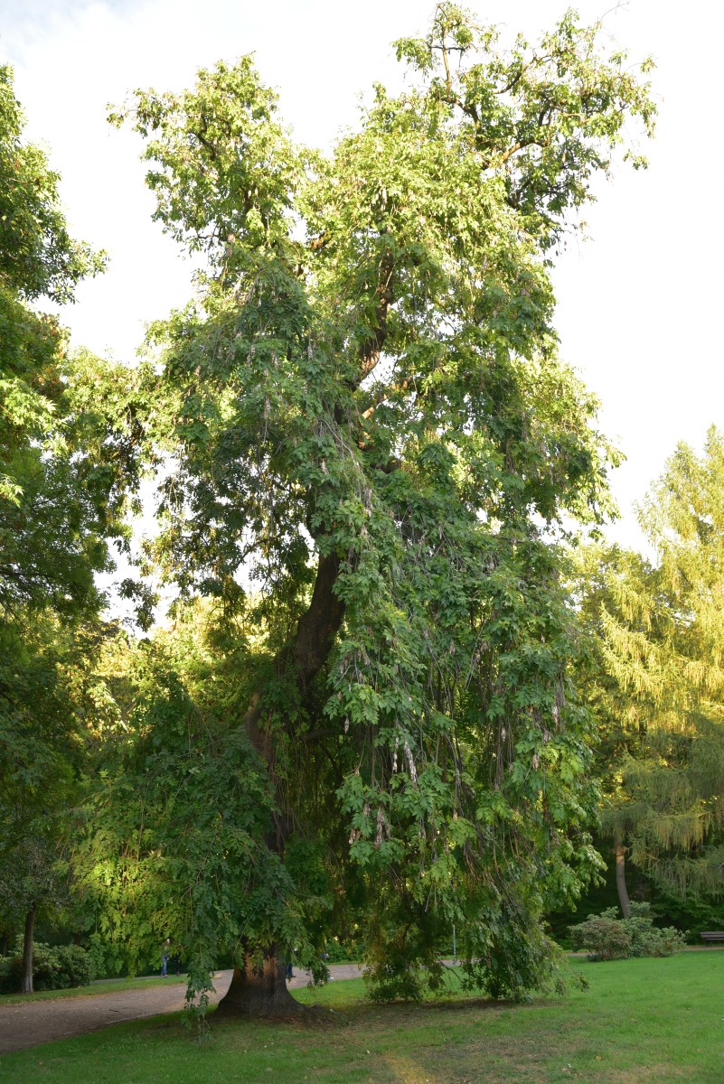 Fraxinus excelsior 'Pendula' - Altenburg - Oktober 2016