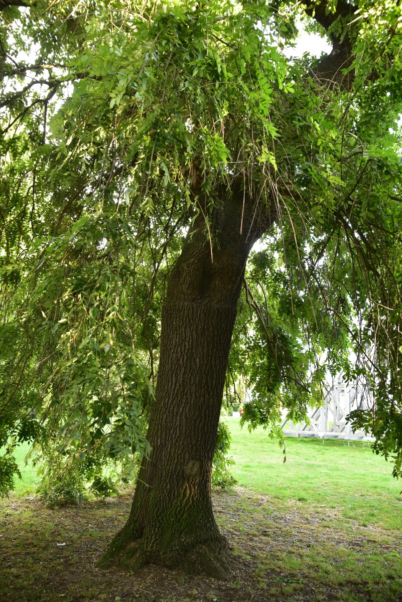 Fraxinus excelsior 'Pendula' - Altenburg - Oktober 2016