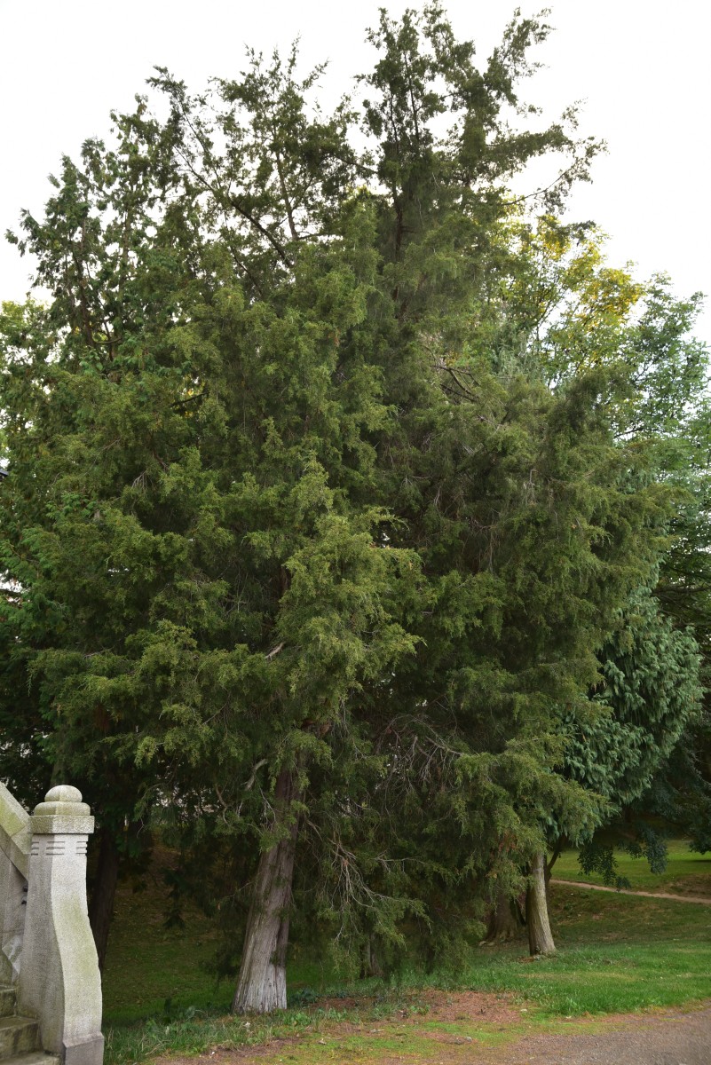 Juniperus virginiana - Altenburg - Oktober 2016