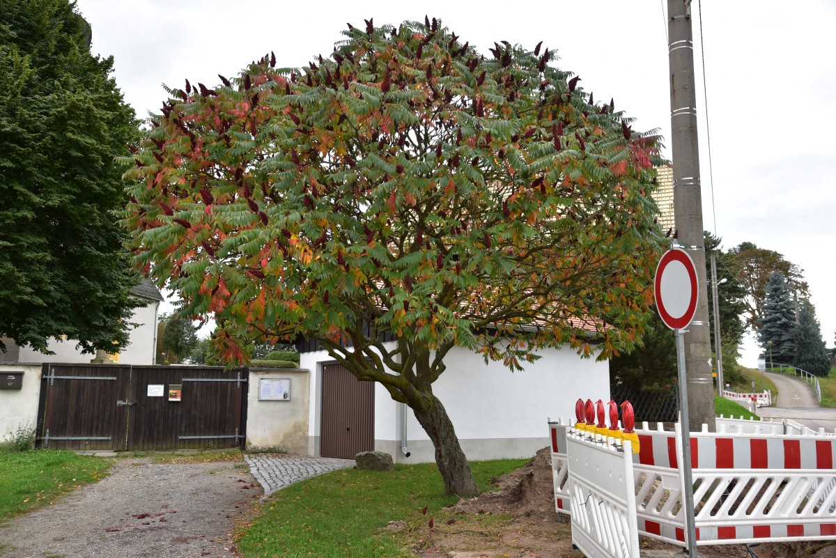 Rhus typhina - Kosma - Oktober 2016