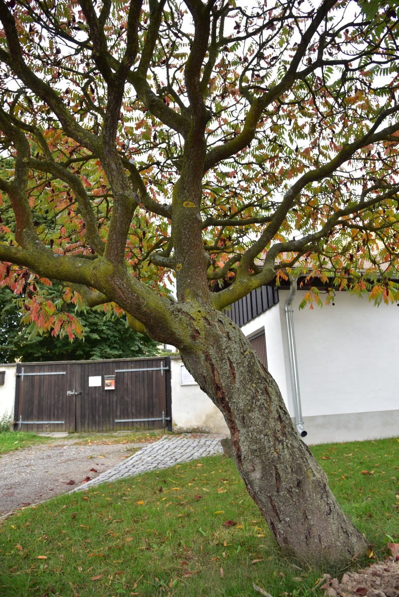 Rhus typhina - Kosma - Oktober 2016