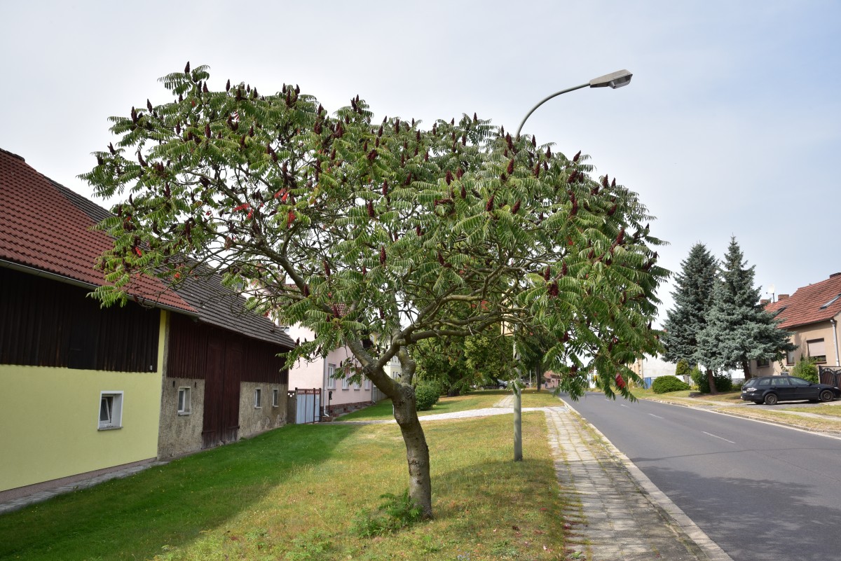 Rhus typhina - Straupitz - September 2016
